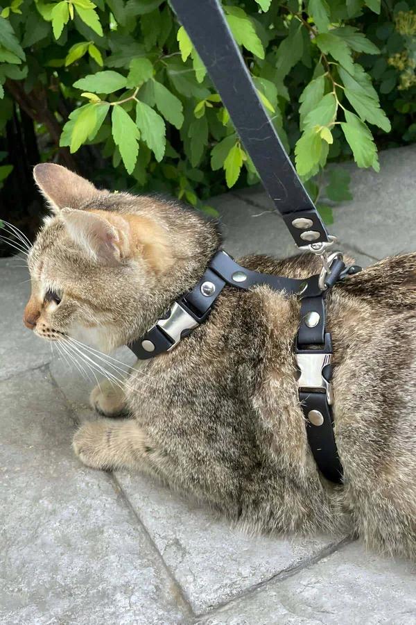 Siyah suni deri kedi göğüs tasması gümüş metal toka ve perçinli H tipi kayış seti tekir kedide