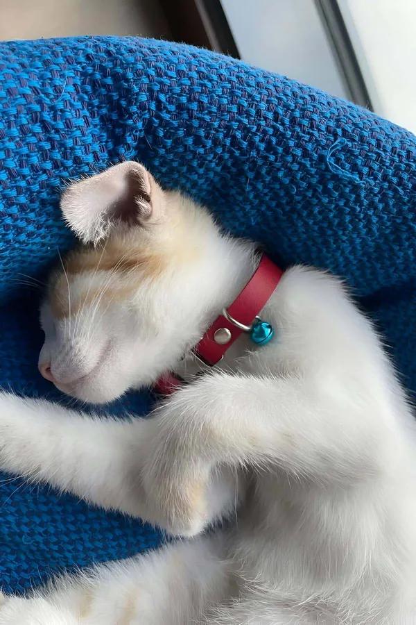 kırmızı suni deri kedi tasması gümüş toka ve küçük teal zil uyuyan beyaz kedi boyun