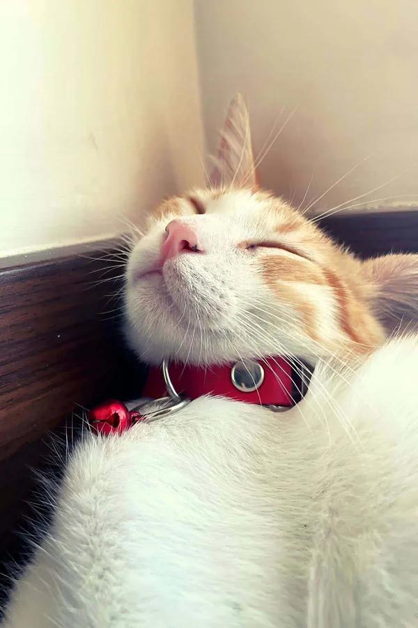 Kırmızı suni deri kedi tasması 1.5 cm genişlik gümüş D-halka ve kırmızı zil turuncu beyaz kedi üzerinde