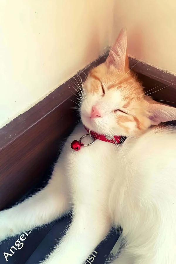 Kırmızı suni deri kedi tasması 1.5 cm genişlik gümüş D-halka ve kırmızı zil turuncu beyaz kedi üzerinde
