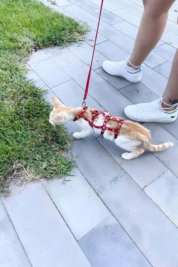 Kırmızı suni deri perçinli full body kedi harness turuncu tekir kedi üzerinde sokak yürüyüşü
