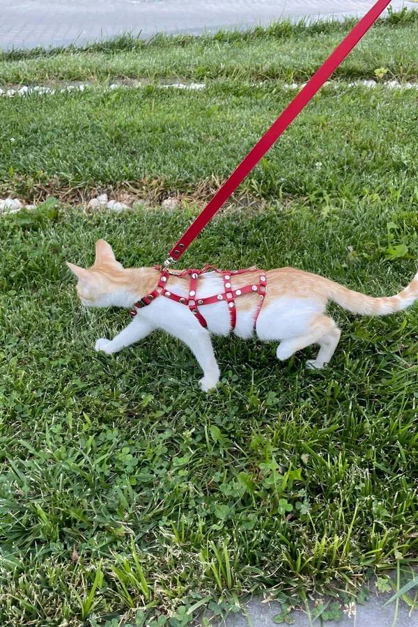 Kırmızı suni deri perçinli full body kedi harness turuncu tekir kedi üzerinde sokak yürüyüşü