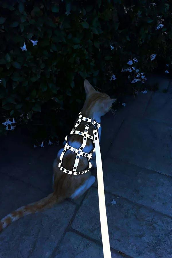 gri suni deri kedi harness gümüş metal perçinli ayarlanabilir yürüyüş tasması