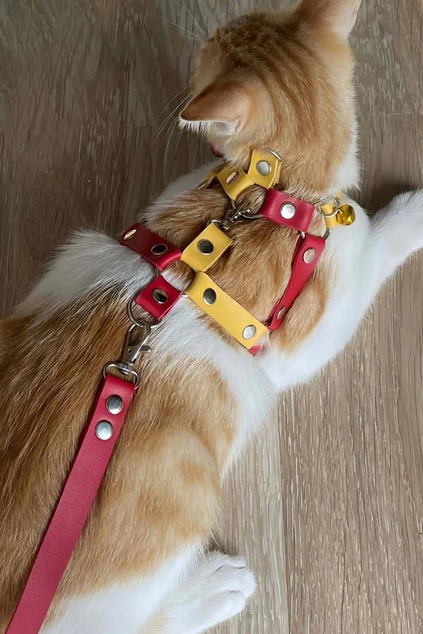kırmızı sarı suni deri kedi harness tasması gümüş metal toka ve altın zil ile turuncu beyaz kedi üzerinde