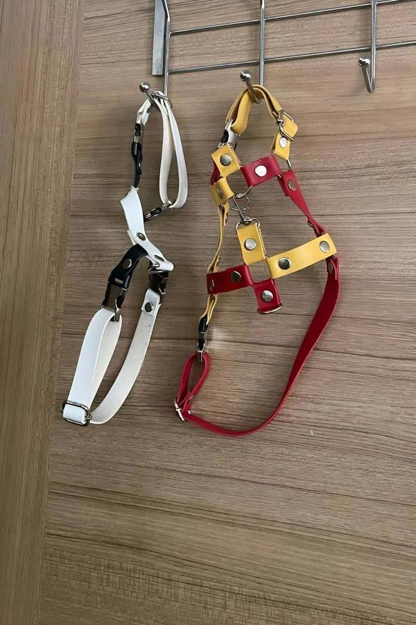 kırmızı sarı suni deri kedi harness tasması gümüş metal toka ve altın zil ile turuncu beyaz kedi üzerinde