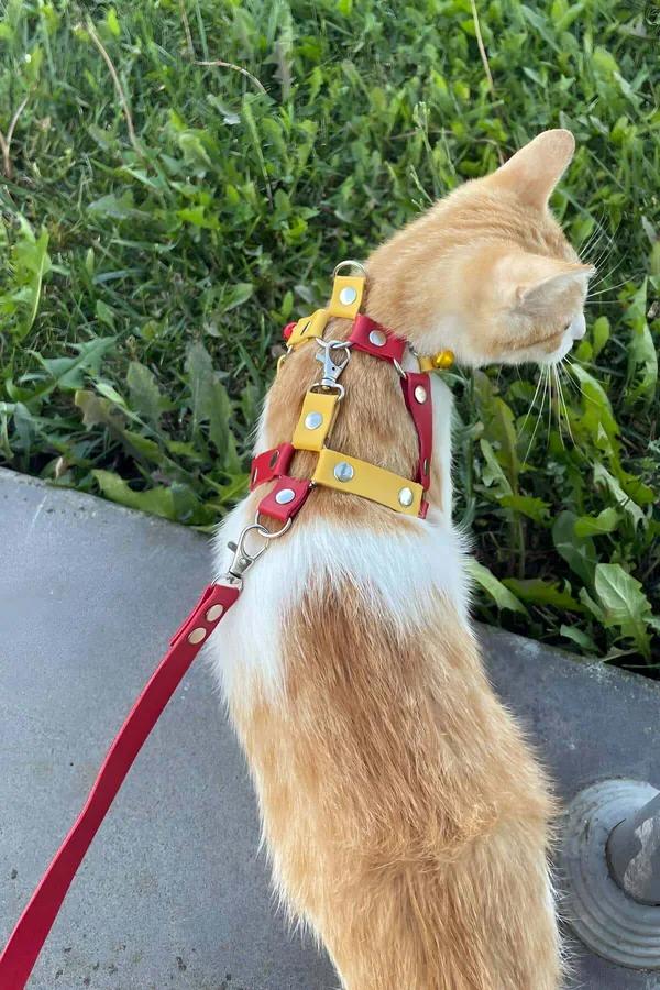 kırmızı sarı suni deri kedi harness tasması gümüş metal toka ve altın zil ile turuncu beyaz kedi üzerinde