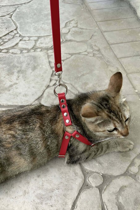 Leather Cat Harness and Collar for Daily Use - 1