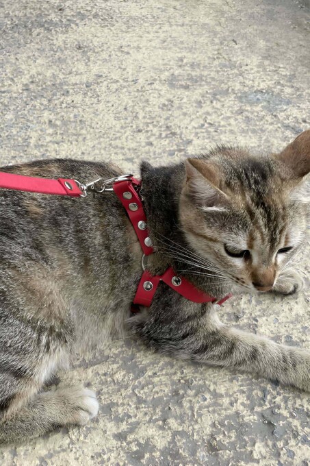 Leather Cat Harness and Collar for Daily Use - 5