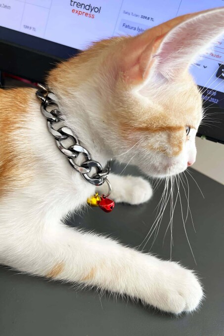 Rapper Style Leather Cat Collar with Chain and Bell - 2