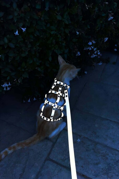 Reflective Cat Harness Glowing in the Dark for Stylish Walks - 5