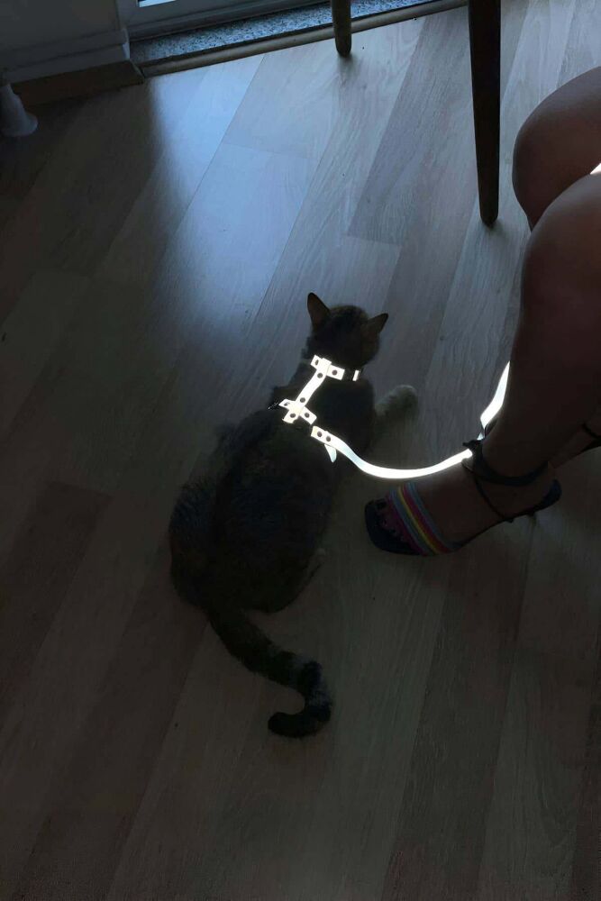 Special Design Reflective Cat Harness for Night Safety - 1