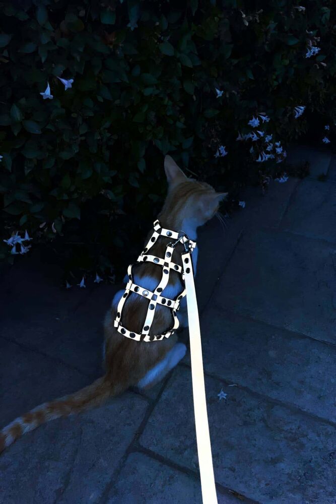 Stylish Cat Harness with Glow in the Dark Reflector, Cat Walking Harness, Safety Cat Harness - 5