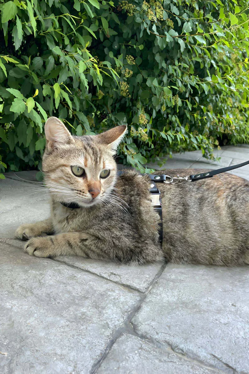 Adjustable Chest Harness with Quick-Release Buckles - 6