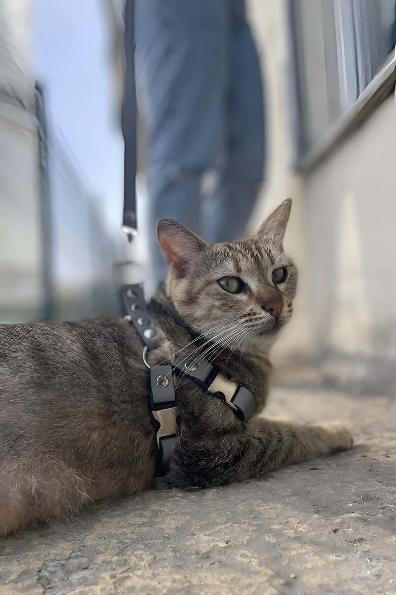 Gri Reflektörlü Kedi Harness Takımı Ayarlanabilir Tokalı Tasma ile