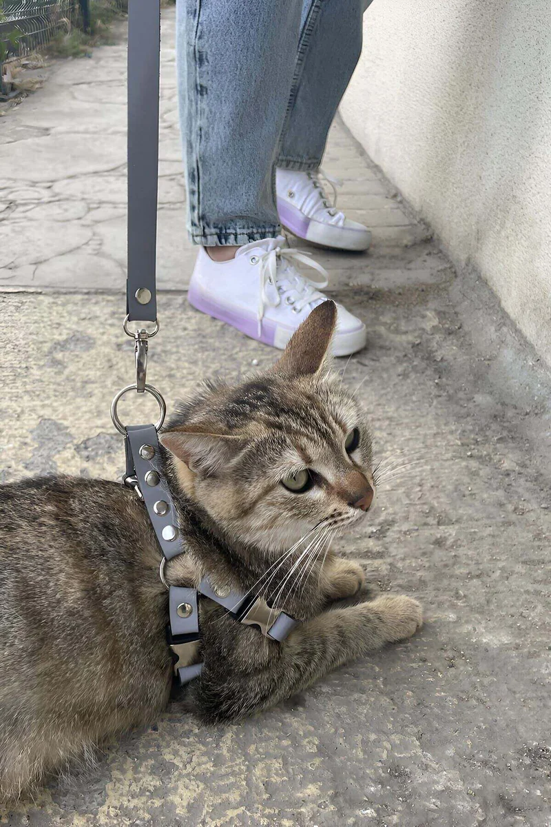 Kedi Yürüyüş Tas