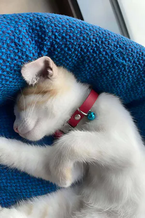 Leather Cat Collar with Bell - NPC008