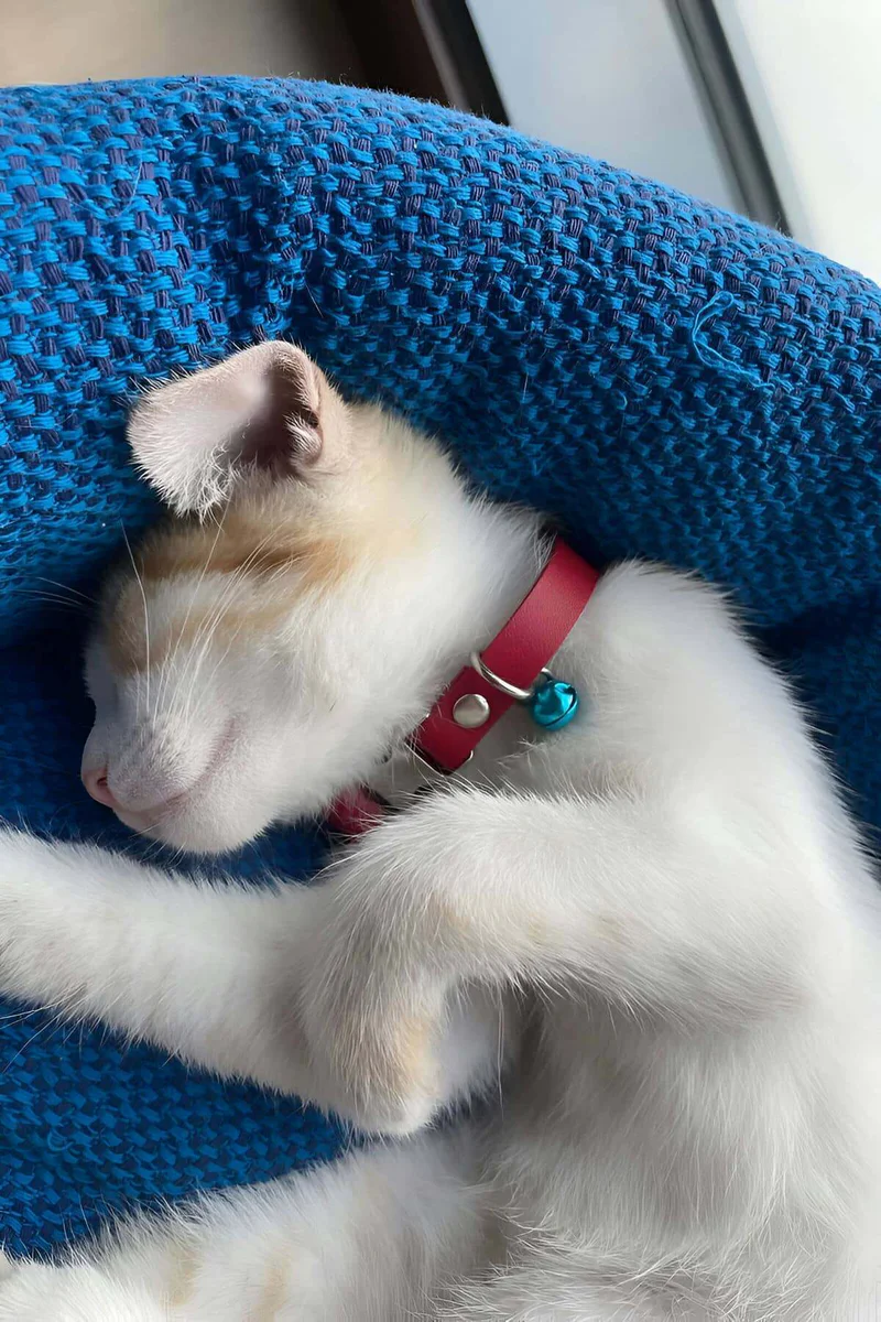 Suni Deri Kedi Tas