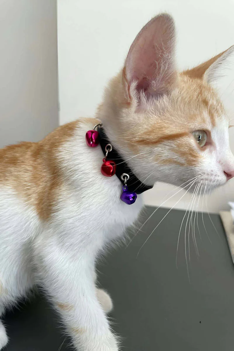Cat Collar with 3 Bells, Leather Cat Collar - NPC009