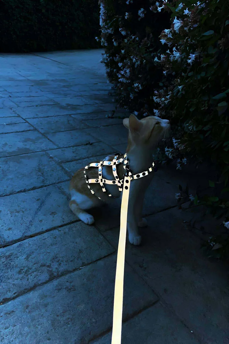Gri Reflektörlü Kedi Harness Yan Görünüm Ayarlanabilir Kayışlar