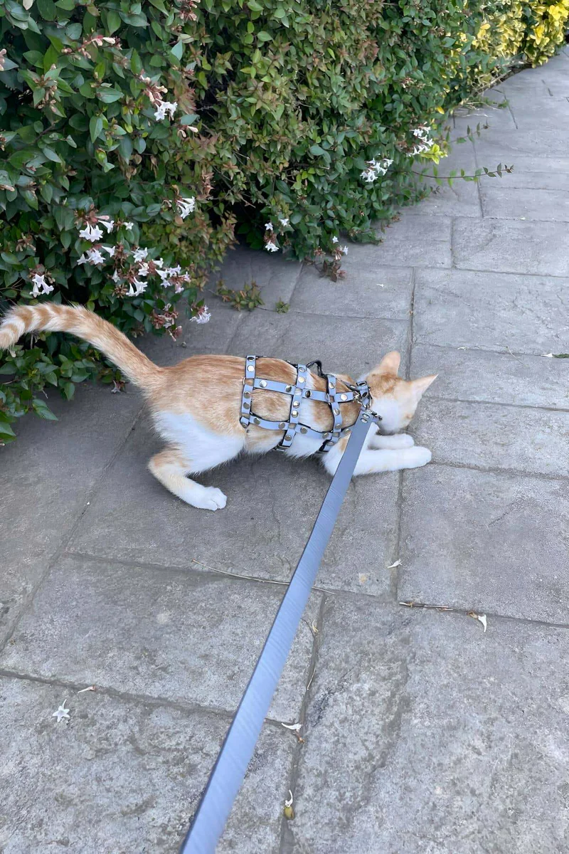 Suni Deri Kedi Harness Üst Görünüm Reflektör Bantlar