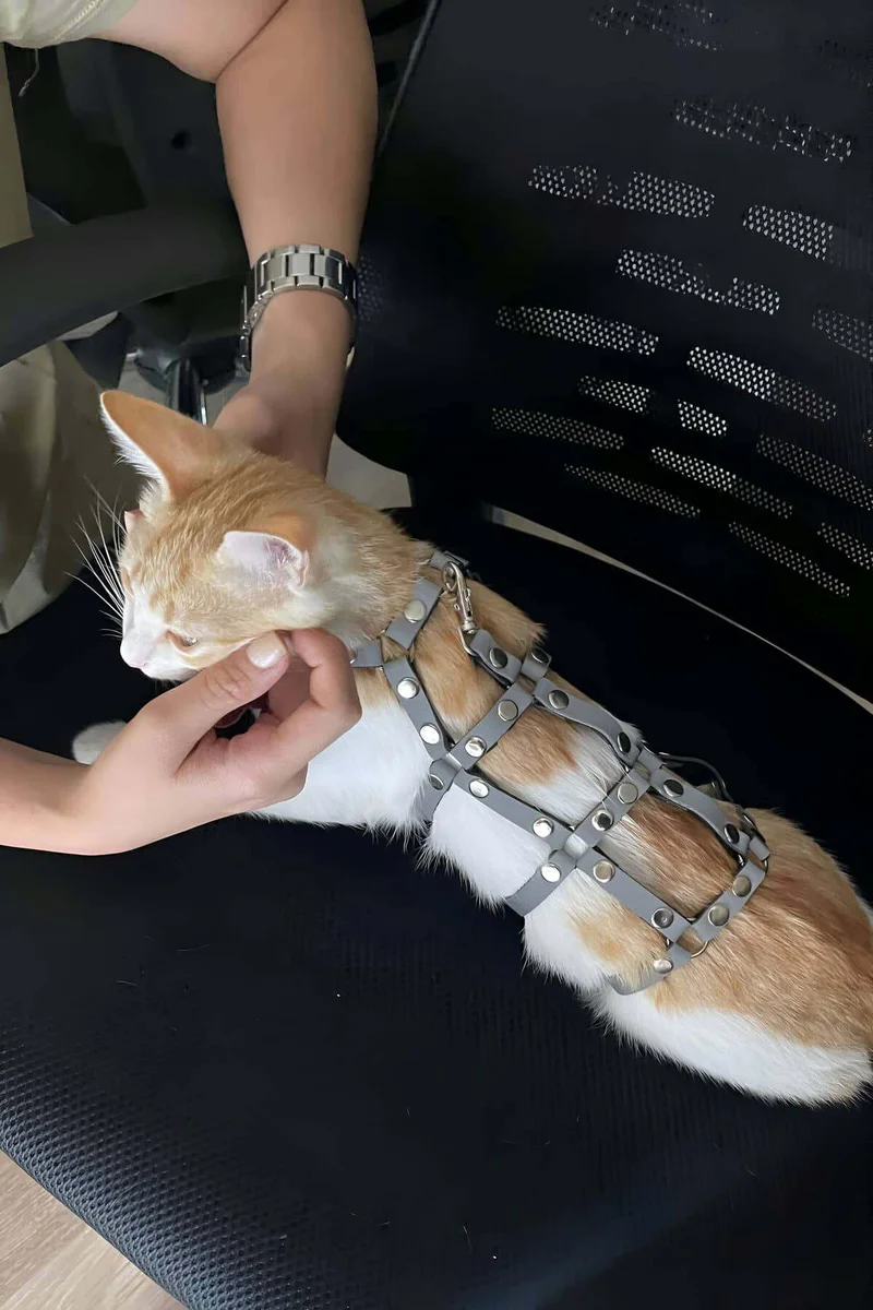 Reflektörlü Gri Ayarlanabilir Kedi Harness Yürüme Tasması - 6