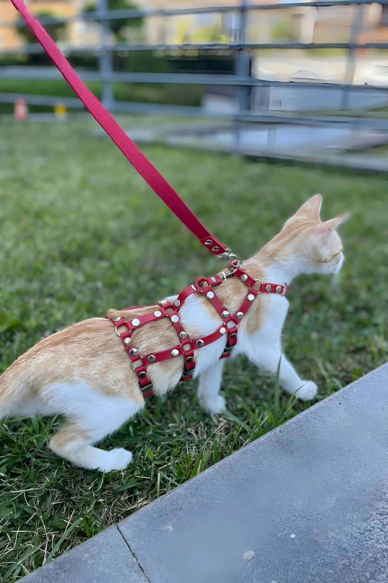 Red Faux Leather Cat Harness Front View Adjustable Straps Close-Up