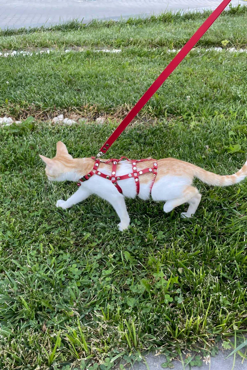 Red Faux Leather Multi-Strap Cat Harness Back View Orange Kitten Standing on Stone Path
