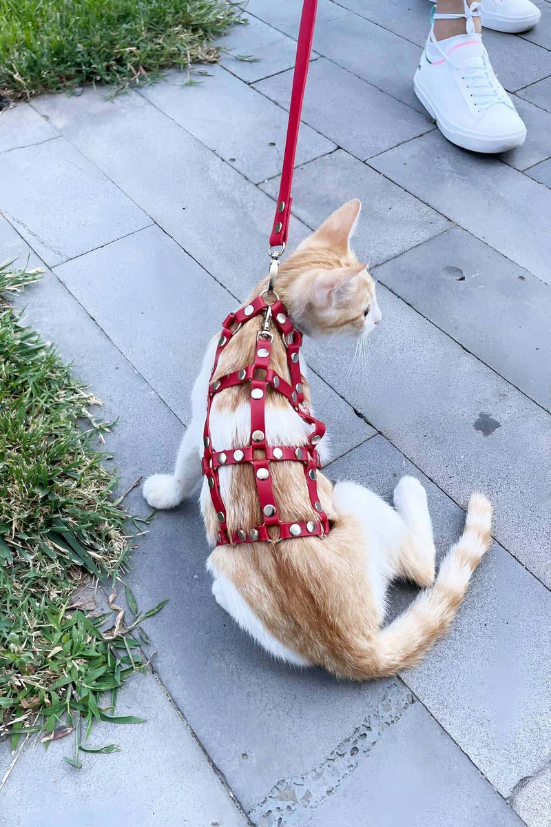 Red Cat Harness Side Profile Showing D-Ring and Buckle Detail