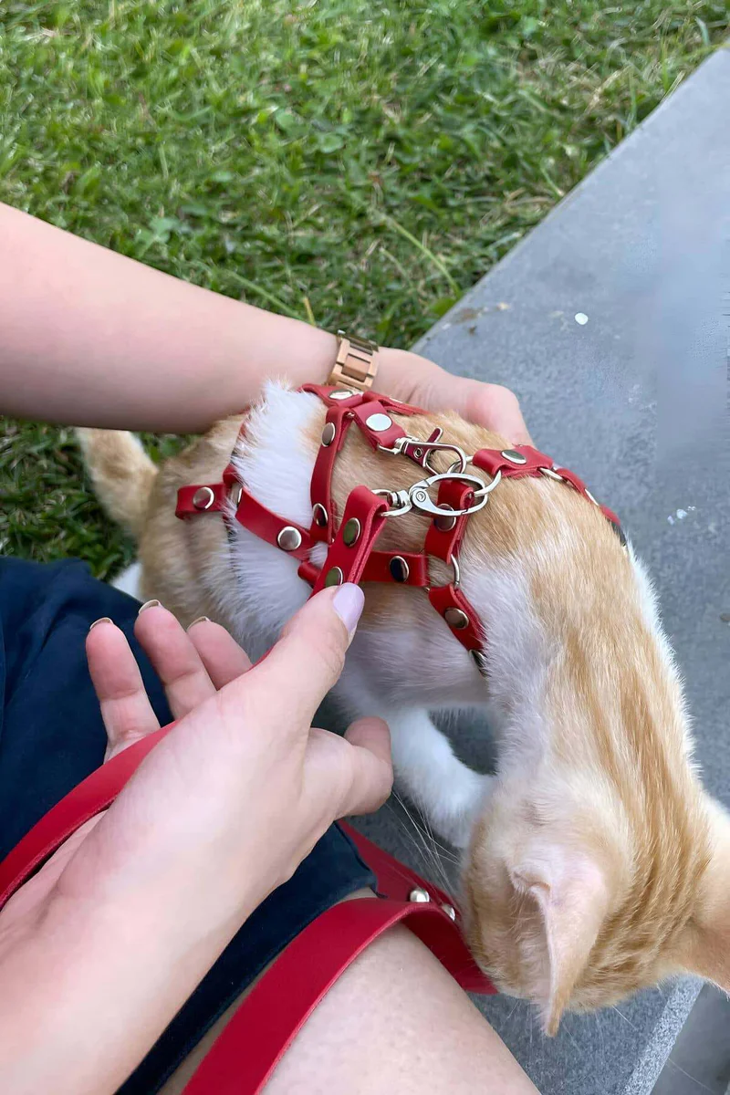 Red Faux Leather Cat Harness Flat Lay with Red Leash Attached, shown on a ginger cat being adjusted by hands outdoors on