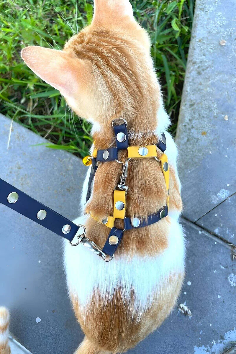 Sarı Lacivert Suni Deri Kedi Göğüs Tasması Gezdirme Seti, metal zımba detaylı