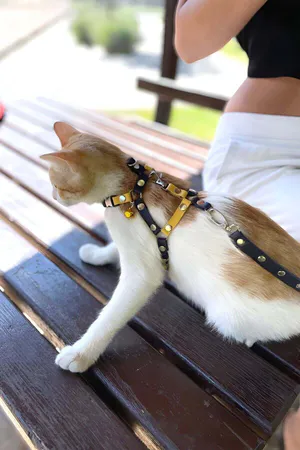Yellow Navy Blue Fanatik Cat Collar, Cat Walking Collar, Cat Chest Collar - NPC003