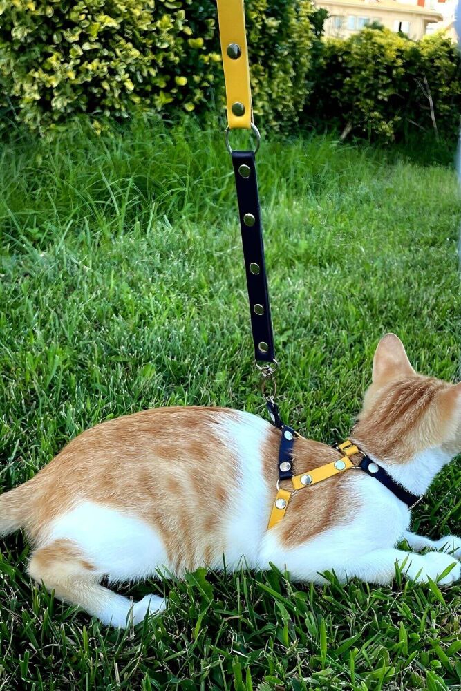 Yellow Navy Blue Fanatic Cat Collar, Walking and Chest Collar - 4